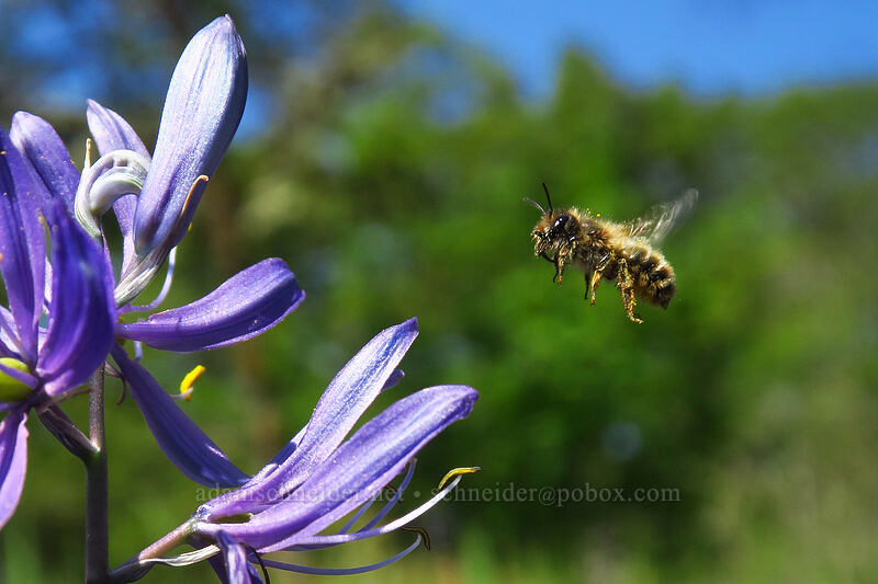 bee & camas (Camassia quamash) [Camassia Natural Area, West Linn, Clackamas County, Oregon]