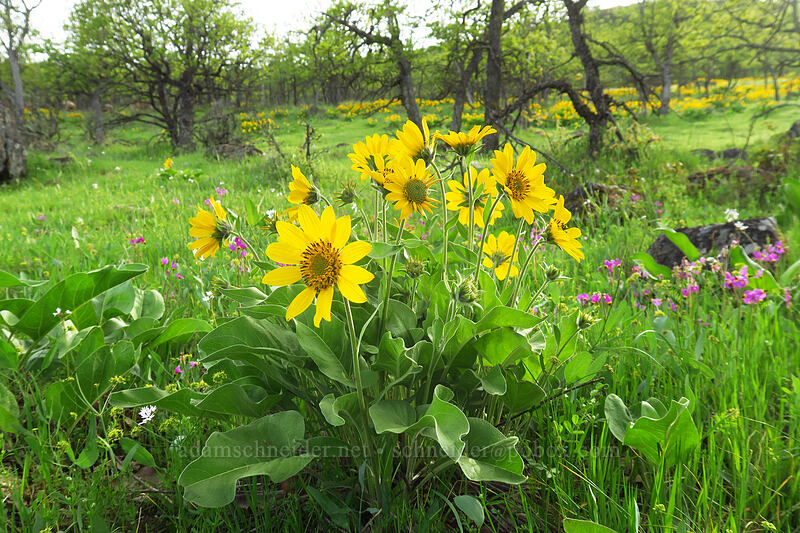 deltoid balsamroot (Balsamorhiza deltoidea) [Chenoweth Tableland, Wasco County, Oregon]