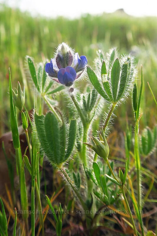 bi-colored lupine (miniature lupine) (Lupinus bicolor) [Chenoweth Tableland, Wasco County, Oregon]