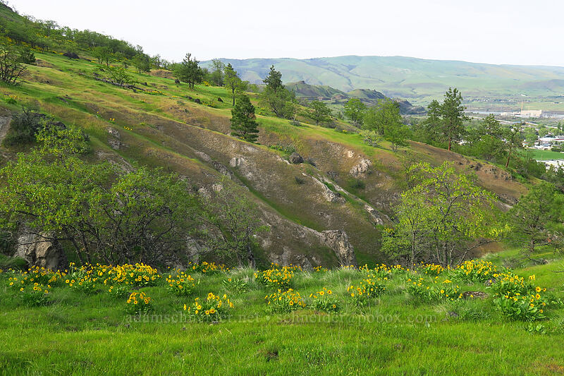 balsamroot (Balsamorhiza sp.) [Chenoweth Tableland, Wasco County, Oregon]