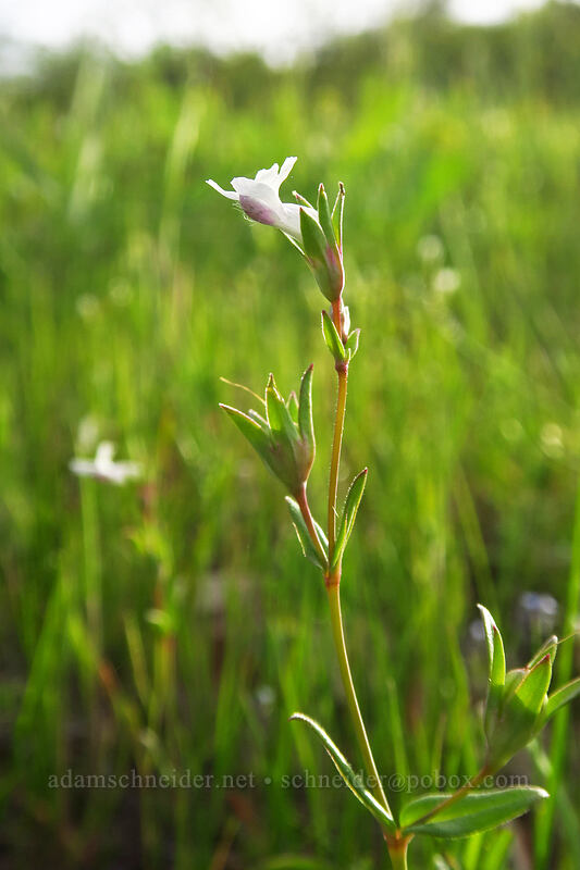 few-flowered blue-eyed-Mary (Collinsia sparsiflora var. bruceae) [Chenoweth Tableland, Wasco County, Oregon]