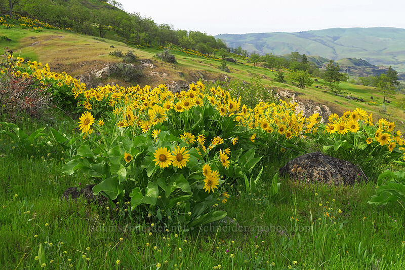 balsamroot (Balsamorhiza sp.) [Chenoweth Tableland, Wasco County, Oregon]