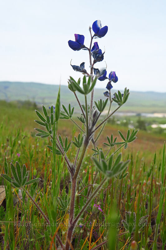 bi-colored lupine (miniature lupine) (Lupinus bicolor) [Chenoweth Tableland, Wasco County, Oregon]