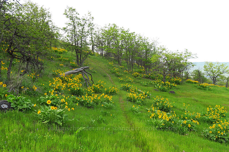 balsamroot (Balsamorhiza sp.) [Chenoweth Tableland, Wasco County, Oregon]