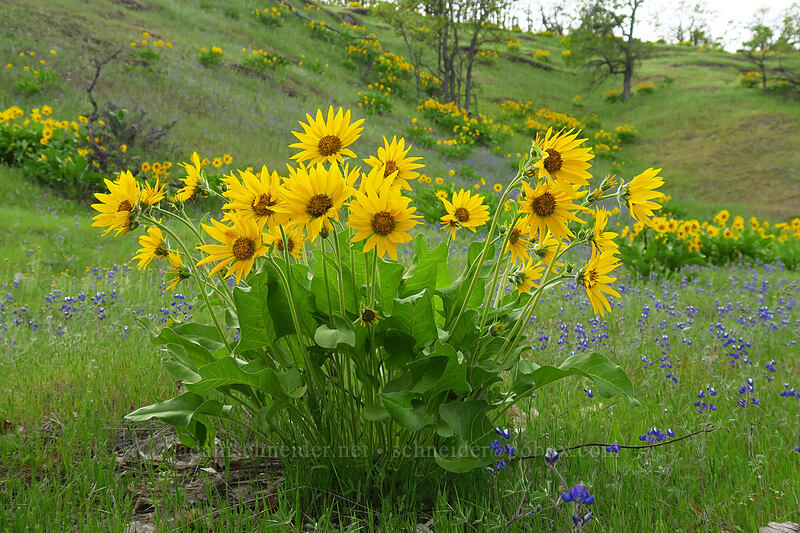 Carey's balsamroot & miniature lupine (Balsamorhiza careyana, Lupinus bicolor) [Chenoweth Tableland, Wasco County, Oregon]
