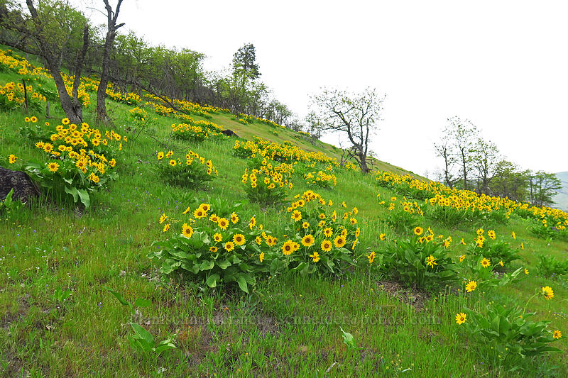 balsamroot (Balsamorhiza sp.) [Chenoweth Tableland, Wasco County, Oregon]