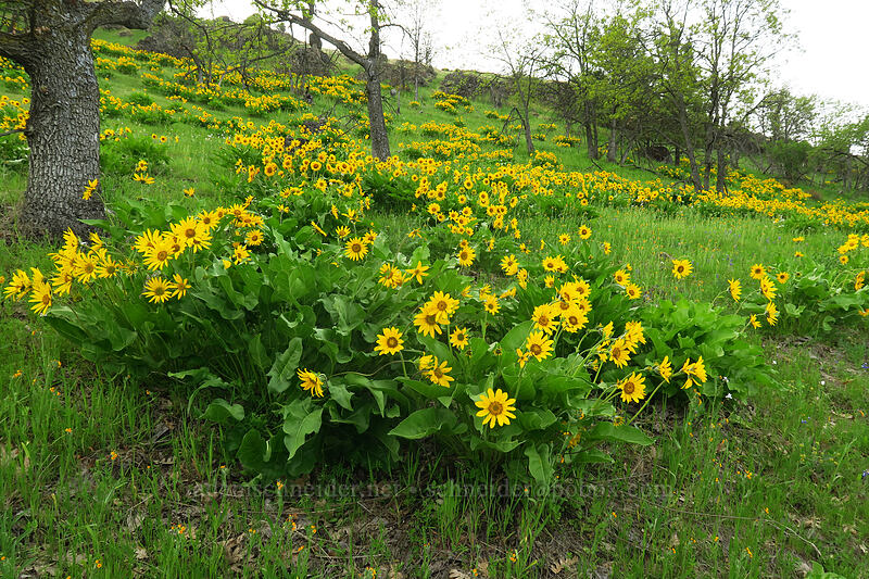 Carey's balsamroot (Balsamorhiza careyana) [Chenoweth Tableland, Wasco County, Oregon]