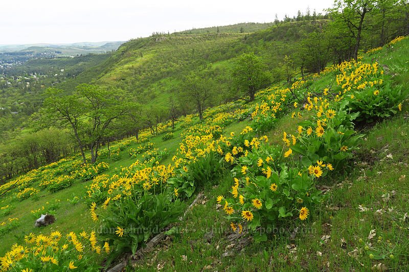 balsamroot (Balsamorhiza sp.) [Chenoweth Tableland, Wasco County, Oregon]