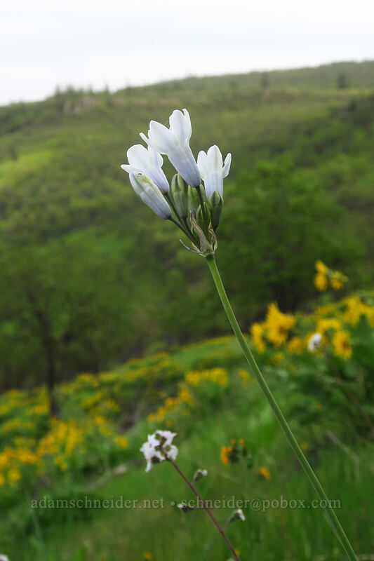 bi-colored cluster lily (Triteleia grandiflora var. howellii (Brodiaea bicolor)) [Chenoweth Tableland, Wasco County, Oregon]