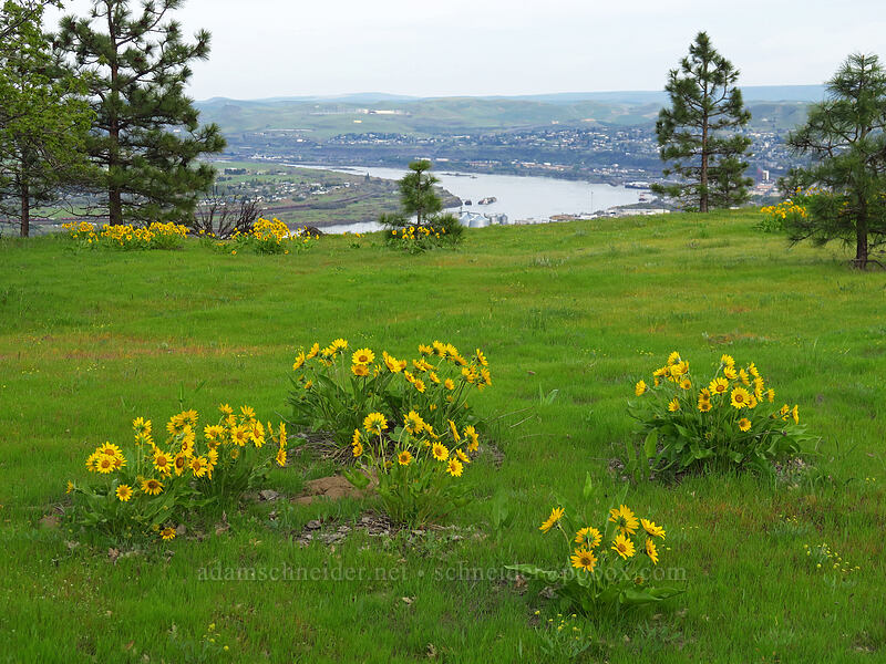 balsamroot & The Dalles (Balsamorhiza sp.) [Chenoweth Tableland, Wasco County, Oregon]