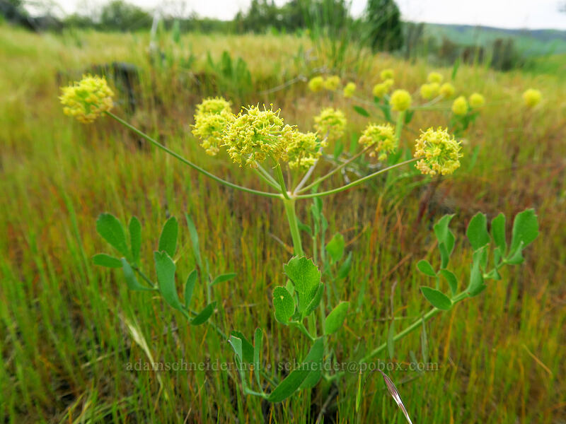 bare-stem desert parsley (Lomatium nudicaule) [Chenoweth Tableland, Wasco County, Oregon]