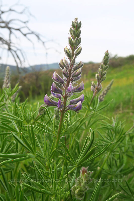 lupines (Lupinus sp.) [Chenoweth Tableland, Wasco County, Oregon]