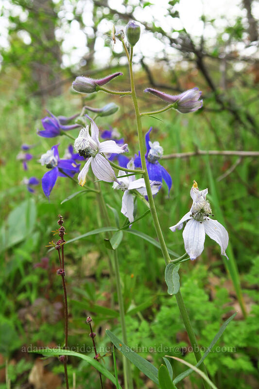two colors of larkspur (Delphinium nuttallianum) [Chenoweth Tableland, Wasco County, Oregon]