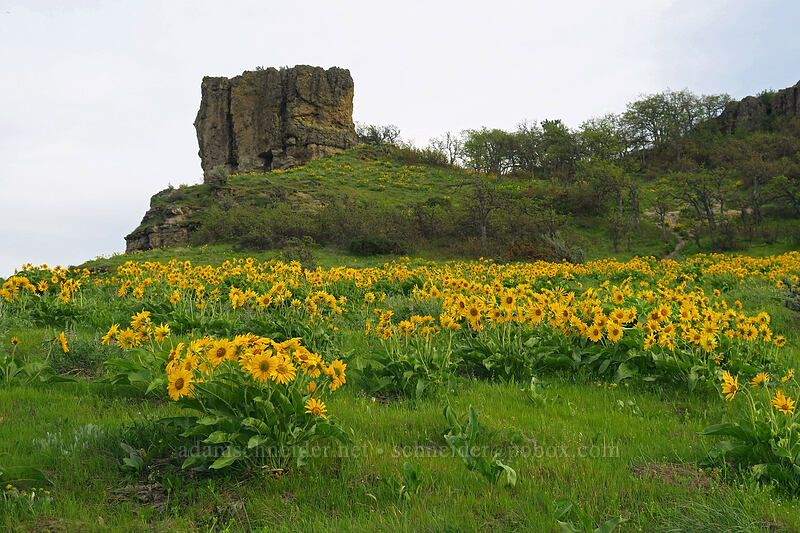 balsamroot (Balsamorhiza sp.) [Chenoweth Tableland, Wasco County, Oregon]