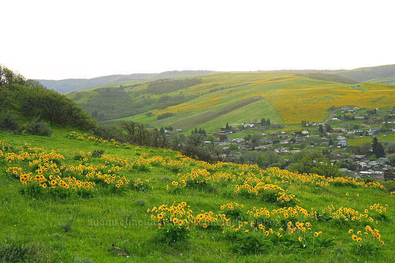balsamroot (Balsamorhiza sp.) [Chenoweth Tableland, Wasco County, Oregon]