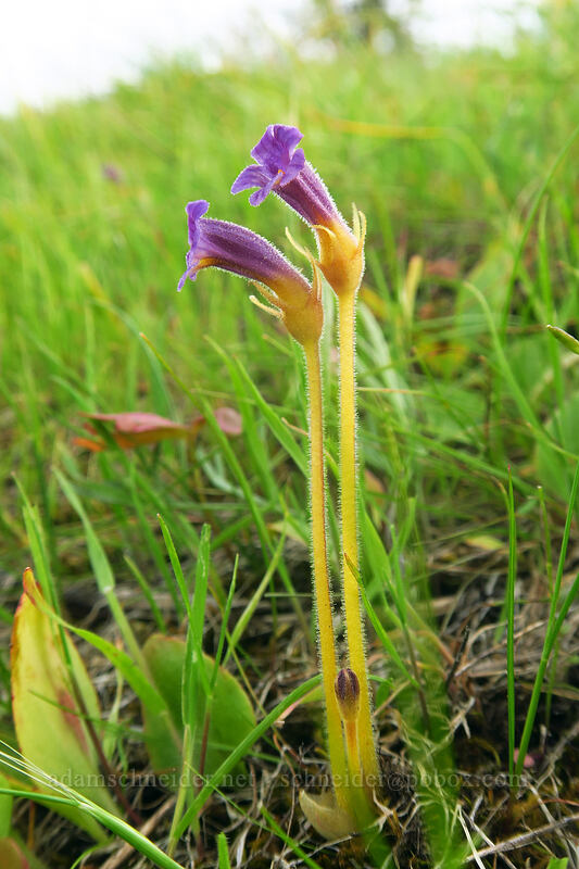 naked broomrape (Aphyllon purpureum (Orobanche uniflora)) [Chenoweth Tableland, Wasco County, Oregon]