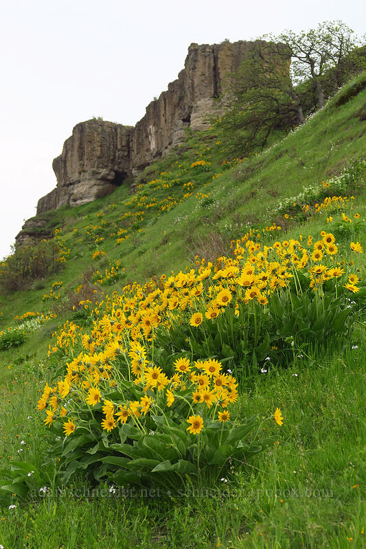 balsamroot (Balsamorhiza sp.) [Chenoweth Tableland, Wasco County, Oregon]