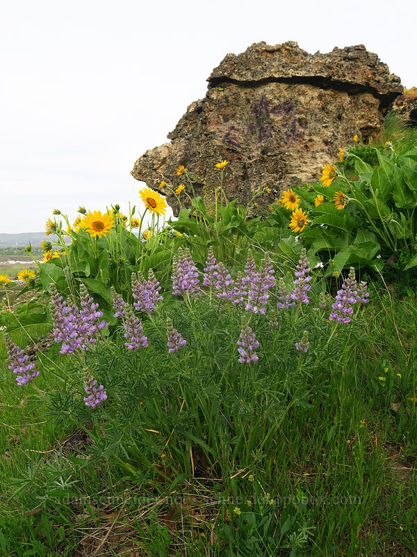 lupines & balsamroot (Lupinus sp., Balsamorhiza sp.) [Chenoweth Tableland, Wasco County, Oregon]