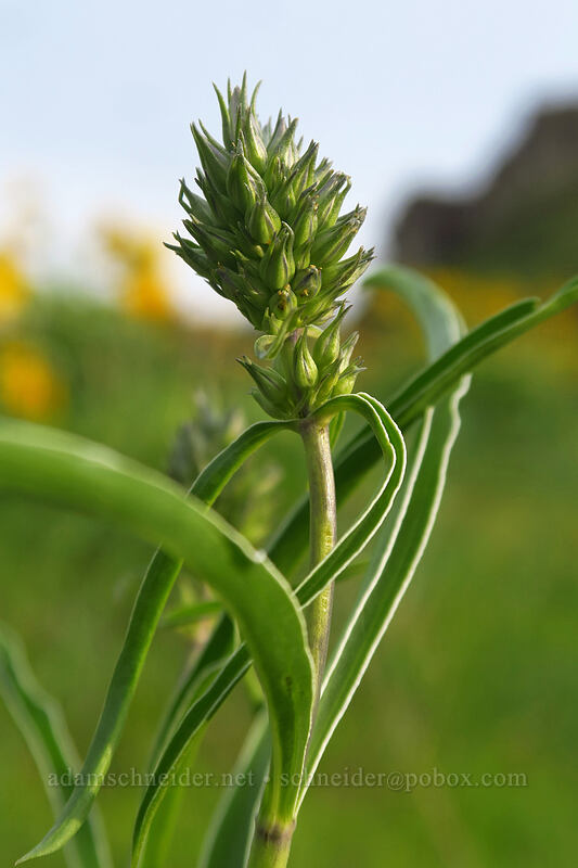 white-stem frasera, budding (Frasera albicaulis var. columbiana (Swertia columbiana)) [Chenoweth Tableland, Wasco County, Oregon]