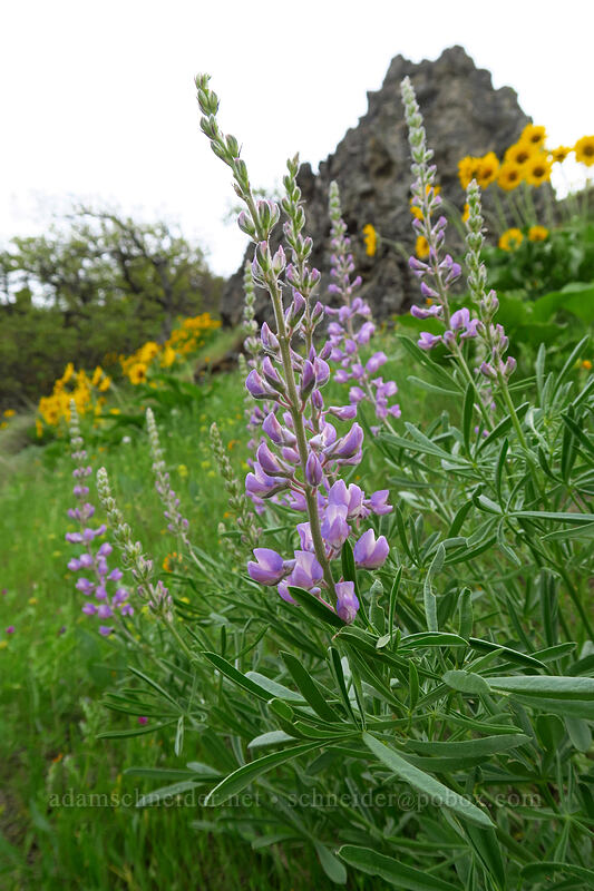 spurred lupine (Lupinus arbustus) [Chenoweth Tableland, Wasco County, Oregon]