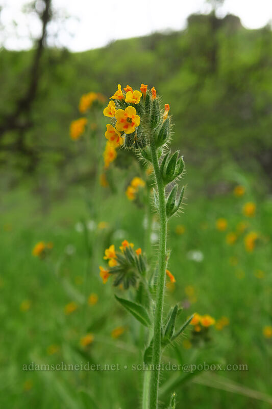 fiddleneck (Amsinckia menziesii) [Chenoweth Tableland, Wasco County, Oregon]