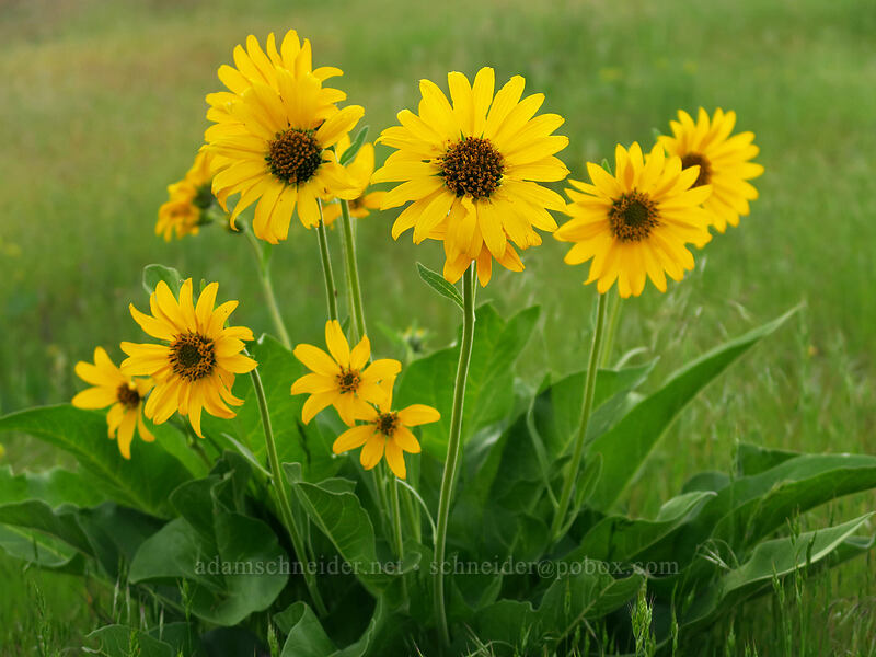 Carey's balsamroot (Balsamorhiza careyana) [Chenoweth Tableland, Wasco County, Oregon]