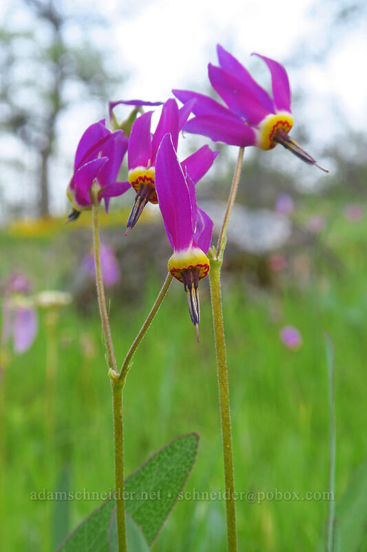poet's shooting stars (Dodecatheon poeticum (Primula poetica)) [Chenoweth Tableland, Wasco County, Oregon]