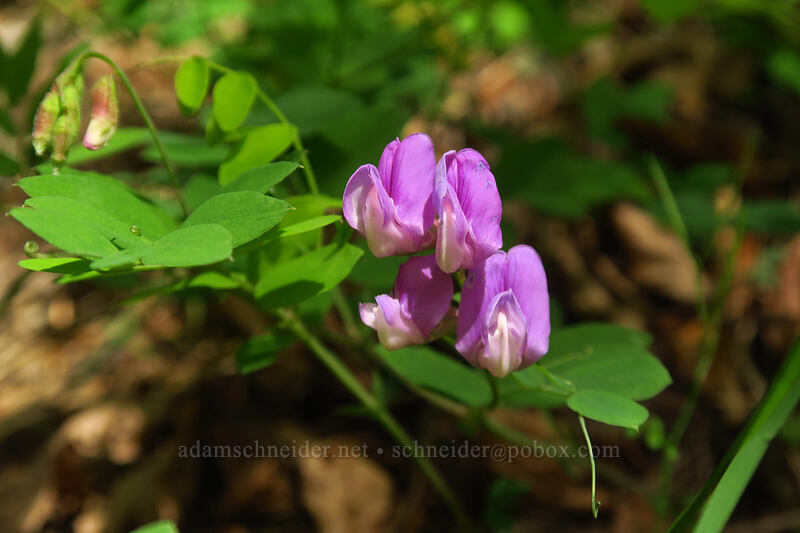 Sierra pea-vine flowers (Lathyrus nevadensis) [Augspurger Trail, Columbia River Gorge, Skamania County, Washington]