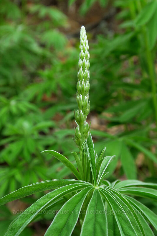 lupine, budding (Lupinus sp.) [Augspurger Trail, Columbia River Gorge, Skamania County, Washington]