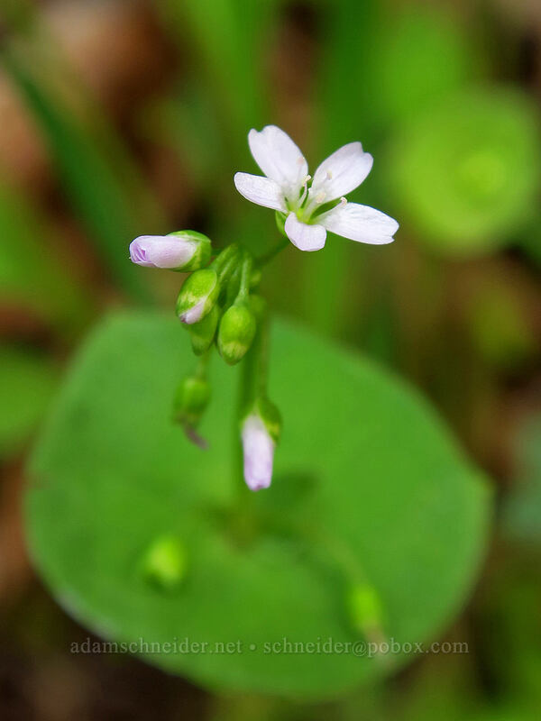 miner's lettuce (Claytonia perfoliata (Montia perfoliata)) [Augspurger Trail, Columbia River Gorge, Skamania County, Washington]