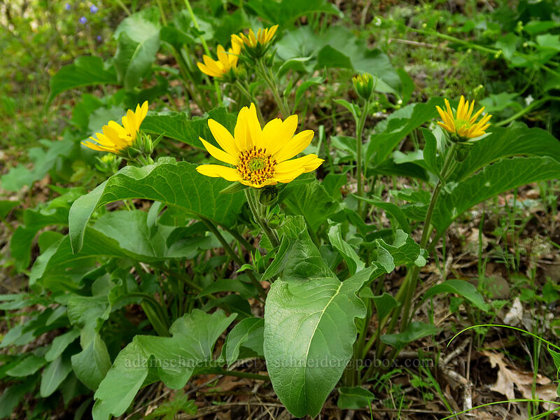 balsamroot (Balsamorhiza sp.) [Augspurger Trail, Columbia River Gorge, Skamania County, Washington]