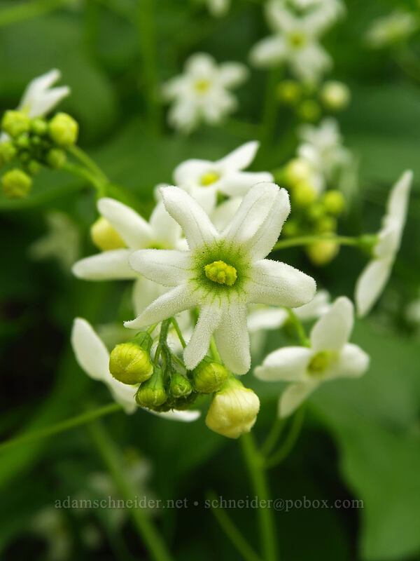 manroot flowers (Marah oregana (Marah oreganus)) [Augspurger Trail, Columbia River Gorge, Skamania County, Washington]