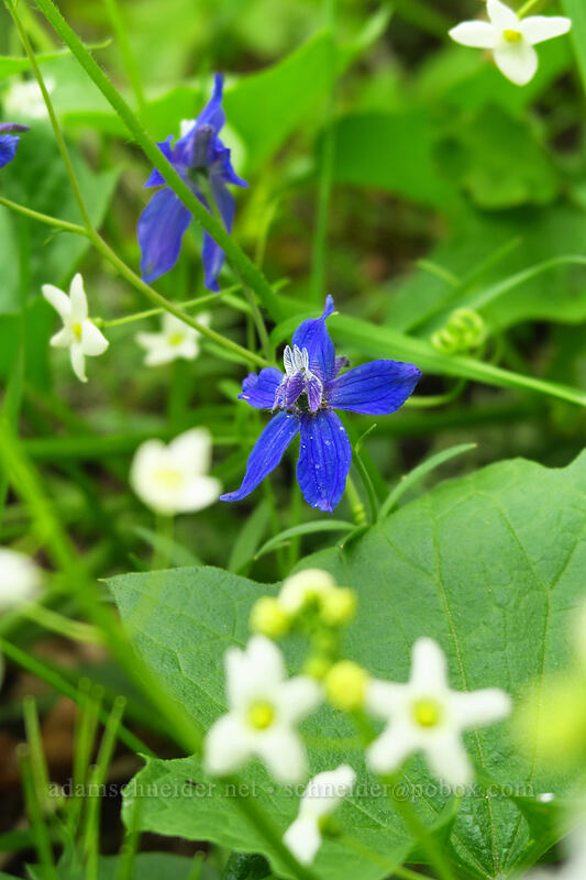 larkspur & manroot (Delphinium nuttallianum, Marah oregana (Marah oreganus)) [Augspurger Trail, Columbia River Gorge, Skamania County, Washington]