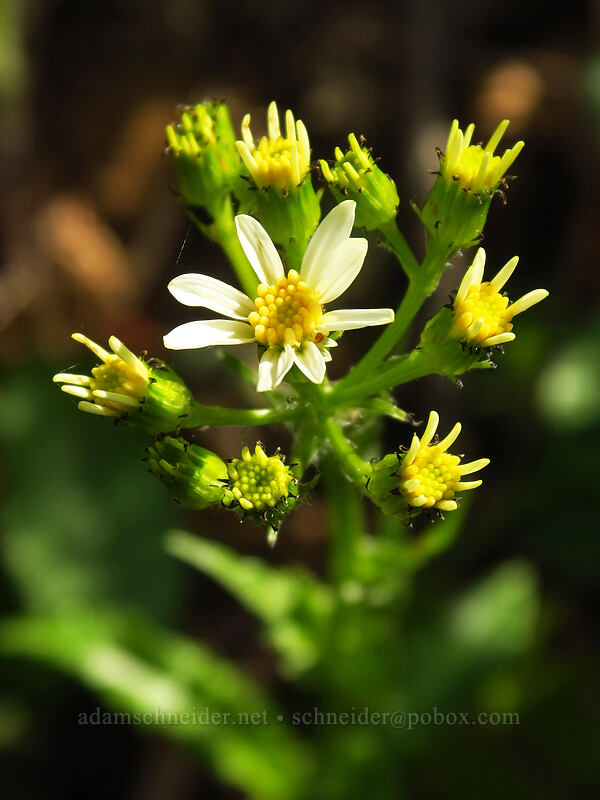 white western groundsel (Senecio integerrimus var. ochroleucus) [Augspurger Trail, Columbia River Gorge, Skamania County, Washington]