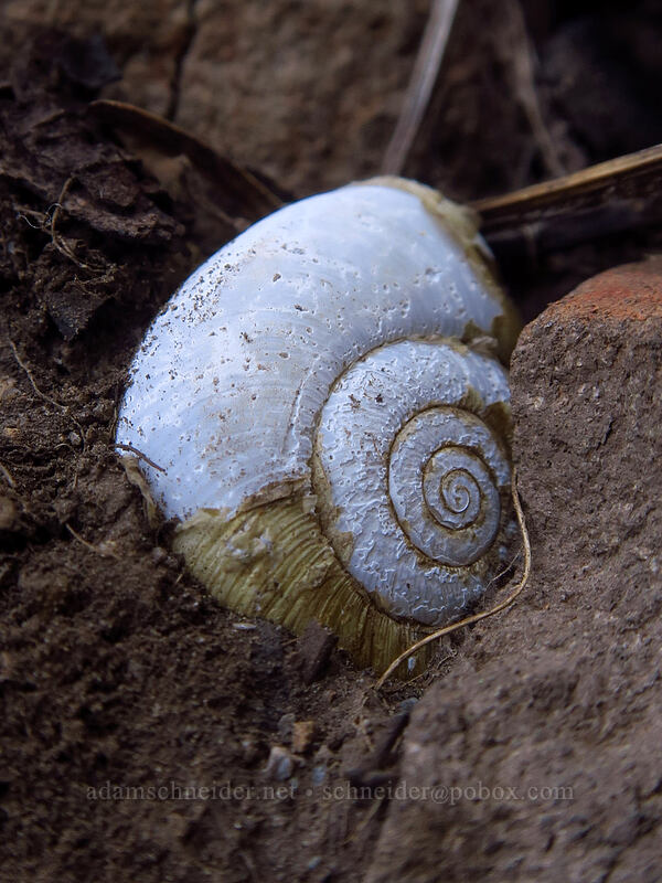 future fossil? [Augspurger Trail, Columbia River Gorge, Skamania County, Washington]