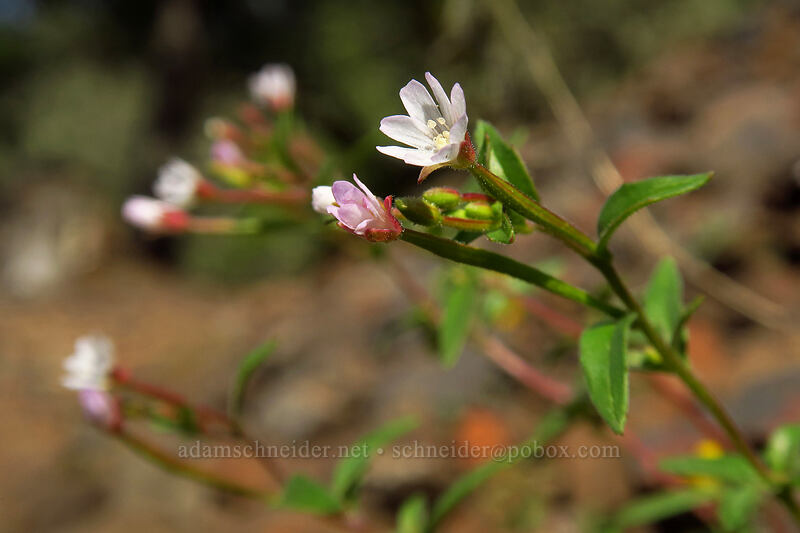 small-flowered willow-herb (Epilobium minutum) [Augspurger Trail, Columbia River Gorge, Skamania County, Washington]