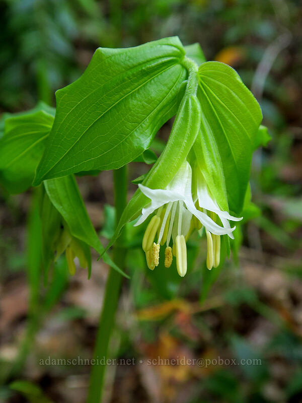 Hooker's fairy bells (Prosartes hookeri (Disporum hookeri)) [Augspurger Trail, Columbia River Gorge, Skamania County, Washington]