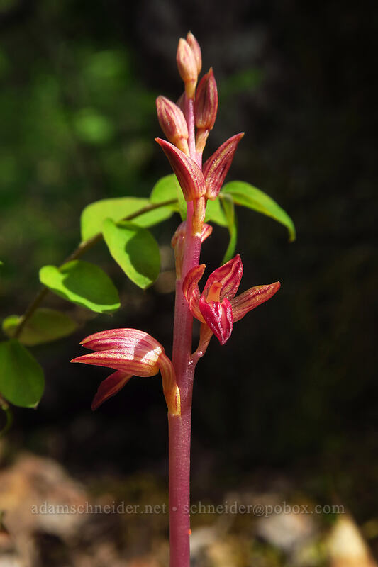 striped coral-root orchid (Corallorhiza striata) [Augspurger Trail, Columbia River Gorge, Skamania County, Washington]