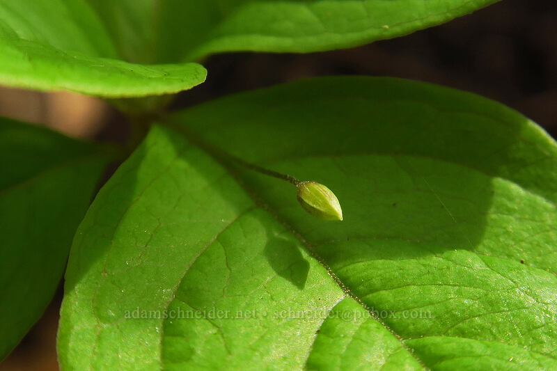 western starflower, budding (Trientalis latifolia (Trientalis borealis ssp. latifolia)) [Augspurger Trail, Columbia River Gorge, Skamania County, Washington]
