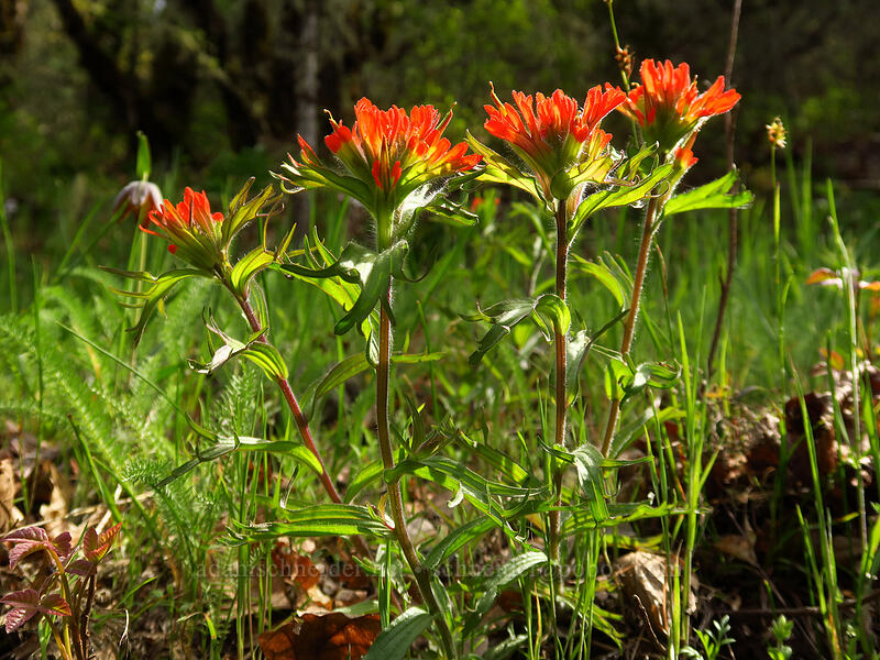 harsh paintbrush (Castilleja hispida) [Augspurger Trail, Columbia River Gorge, Skamania County, Washington]