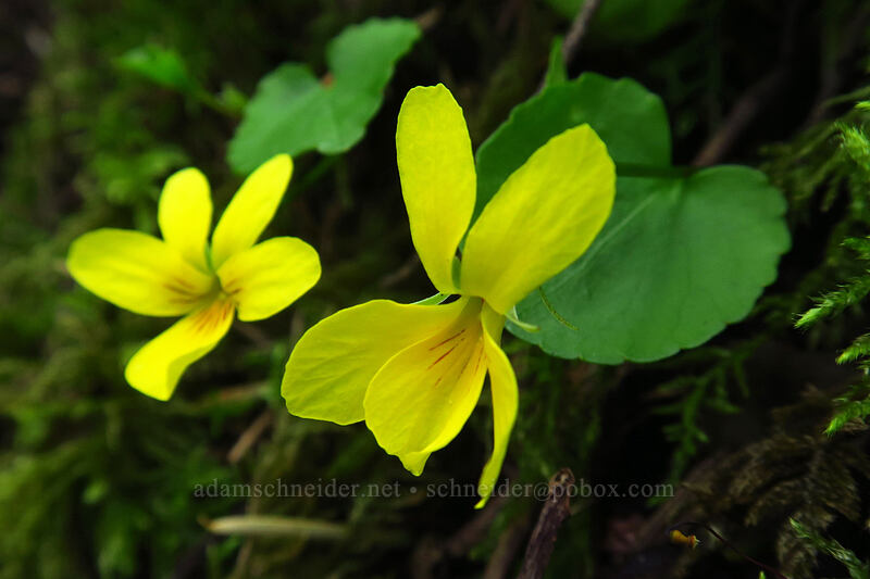 evergreen violets (Viola sempervirens) [Augspurger Trail, Columbia River Gorge, Skamania County, Washington]