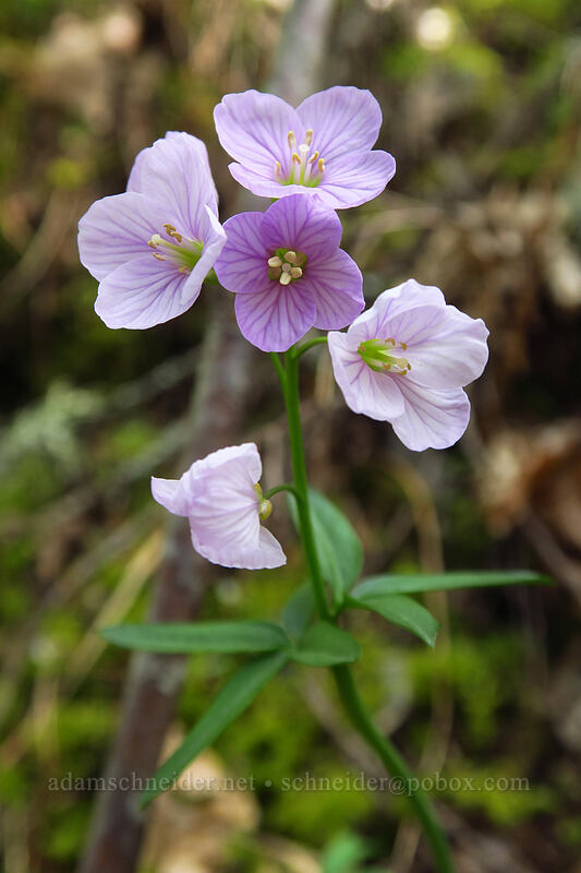 oaks tootwort (Cardamine nuttallii) [Augspurger Trail, Columbia River Gorge, Skamania County, Washington]