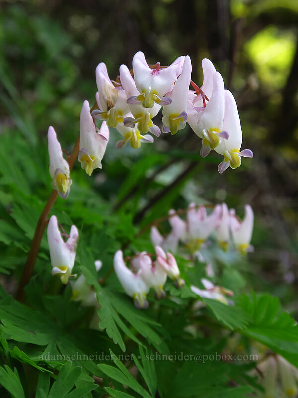 Dutchman's breeches (Dicentra cucullaria var. occidentalis) [Dog Mountain Trail, Columbia River Gorge, Skamania County, Washington]