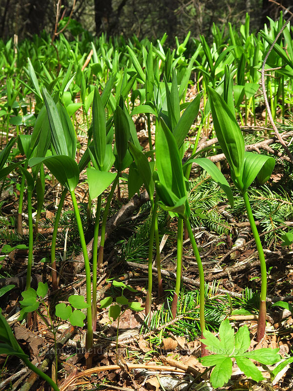 starry false-solomon's-seal shoots (Maianthemum stellatum (Smilacina stellata)) [Dog-Augspurger Tie Trail, Columbia River Gorge, Skamania County, Washington]