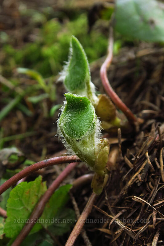 wild ginger shoots (Asarum caudatum) [Dog-Augspurger Tie Trail, Columbia River Gorge, Skamania County, Washington]