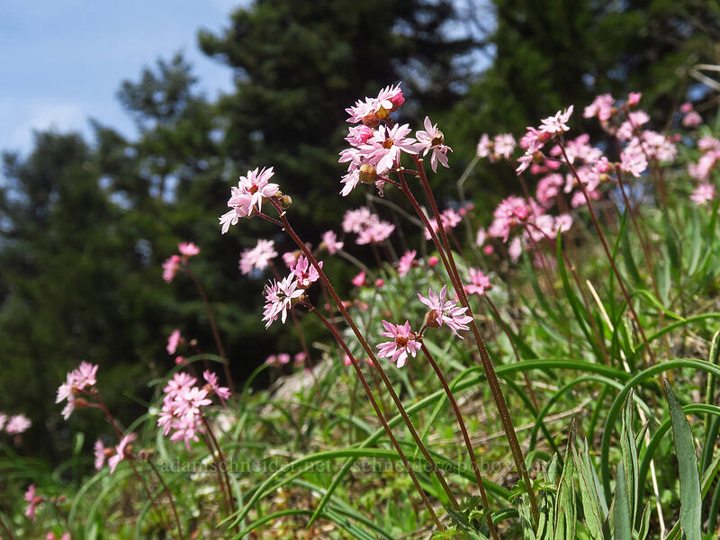 prairie stars (Lithophragma glabrum) [Dog-Augspurger Tie Trail, Columbia River Gorge, Skamania County, Washington]