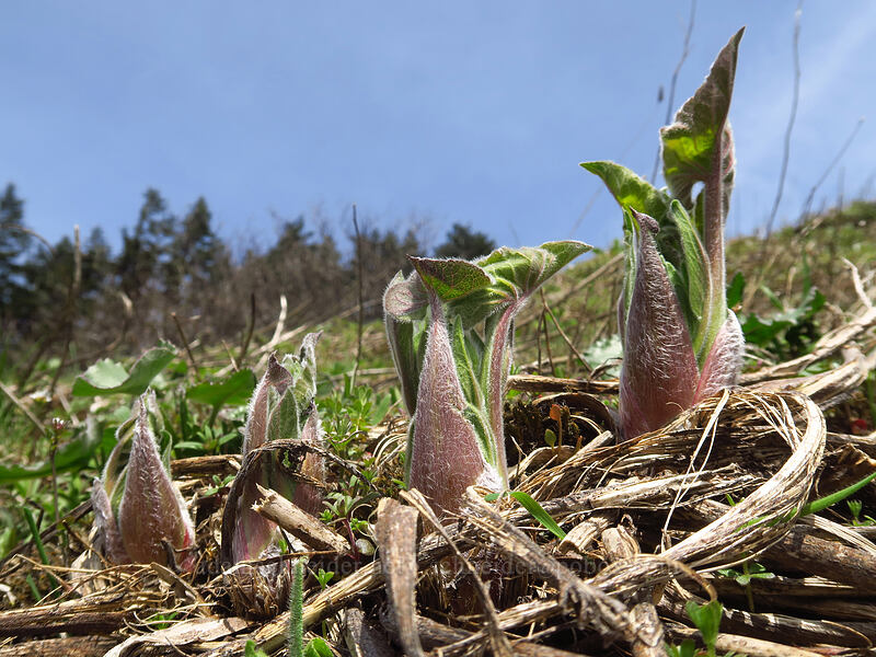 balsamroot shoots (Balsamorhiza sp.) [Dog-Augspurger Tie Trail, Columbia River Gorge, Skamania County, Washington]