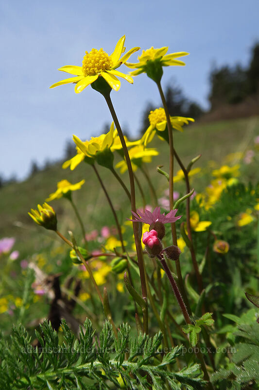 gold stars (Crocidium multicaule) [Dog-Augspurger Tie Trail, Columbia River Gorge, Skamania County, Washington]