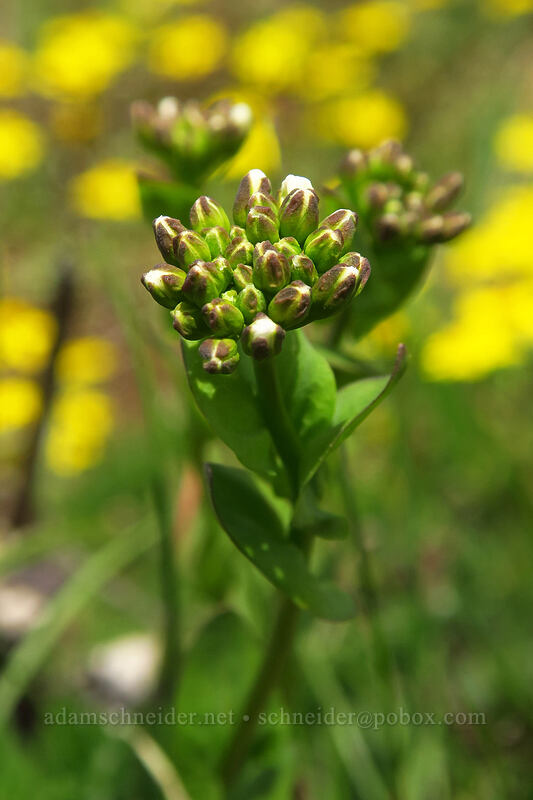 alpine penny-cress, budding (Noccaea fendleri ssp. glauca (Thlaspi fendleri var. glaucum)) [Dog-Augspurger Tie Trail, Columbia River Gorge, Skamania County, Washington]