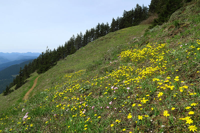 wildflowers (Crocidium multicaule, Claytonia lanceolata, Lithophragma sp.) [Dog-Augspurger Tie Trail, Columbia River Gorge, Skamania County, Washington]